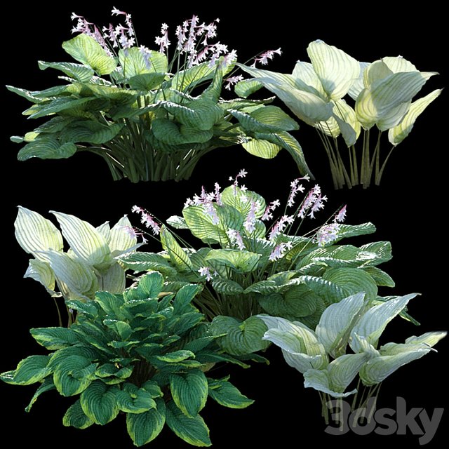 Hosta (funkia)