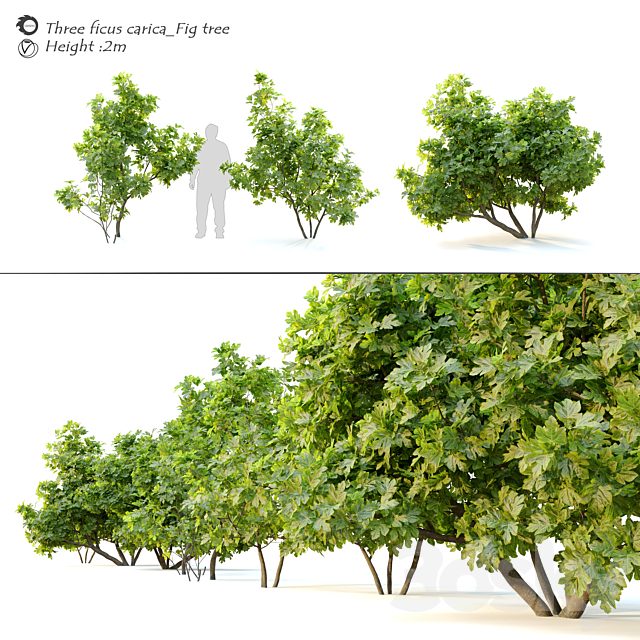 Ficus carica (fig tree) 2