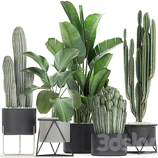 Collection of plants in pots on legs with Cacti and Strelitzia, Banana palm, Cereus. Set 747.