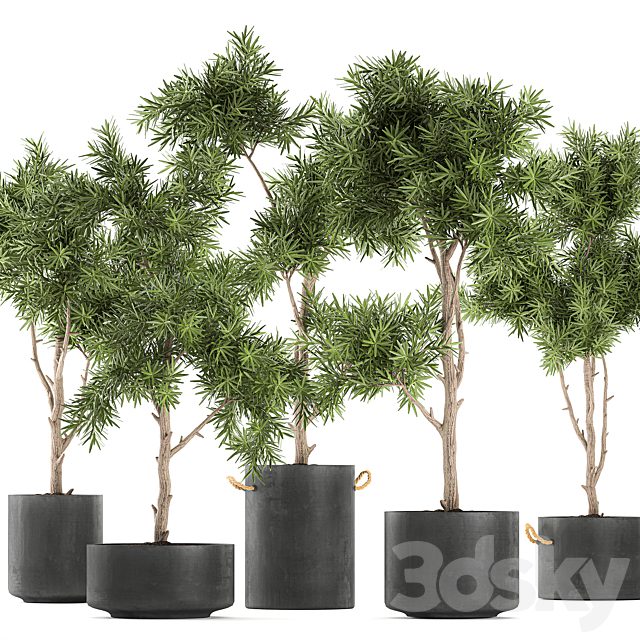 Collection of decorative trees in black pots topiary. Set 751.