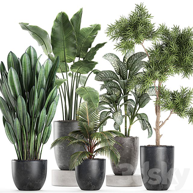 Collection of small plants in black pots with banana palm, Dieffenbachia, tree. Set 757.