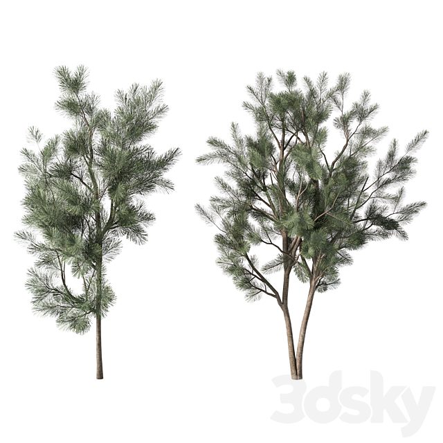 Pine Tree Set.200