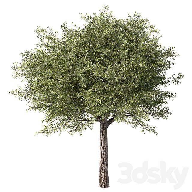 Tree No.126