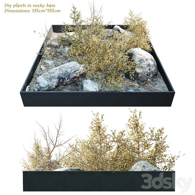 Dry plants in rocky base