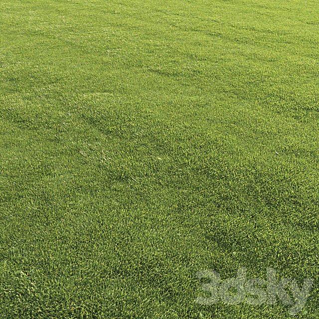 Lawn grass