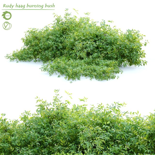 Rudy haag burning bush