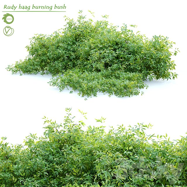 Rudy haag burning bush