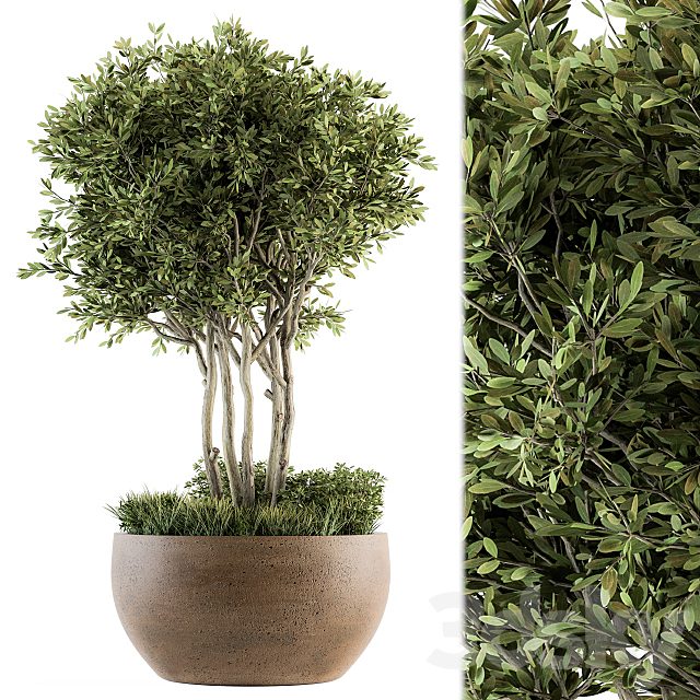 Outdoor Plants tree in Concrete Pot - Set 135