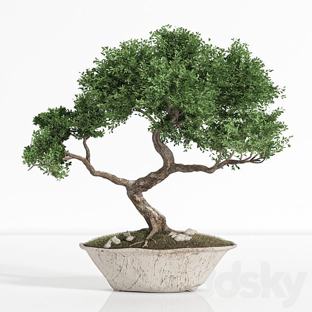 plant bonsai02