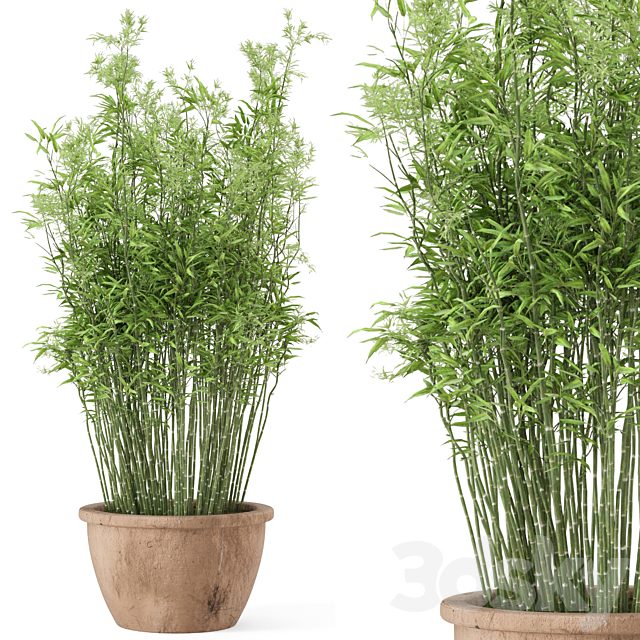 Outdoor Plants Bamboo  in rusty Cly Pots - Set 10