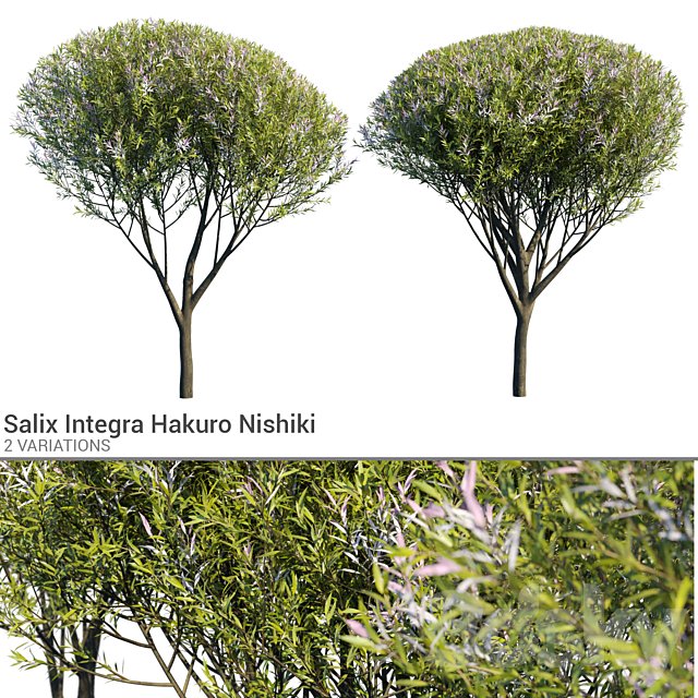 Salix Integra Hakuro Nishiki