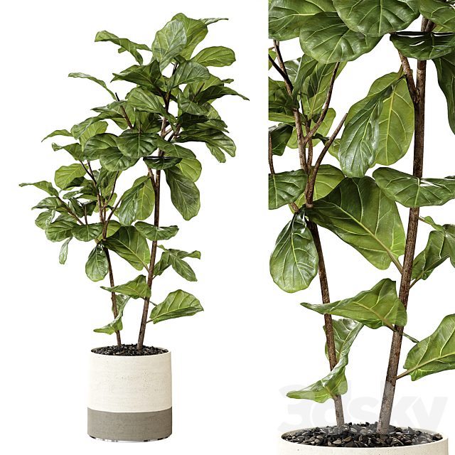 Ateliervierkant - Pot CL40 and Ficus Lyrata plant