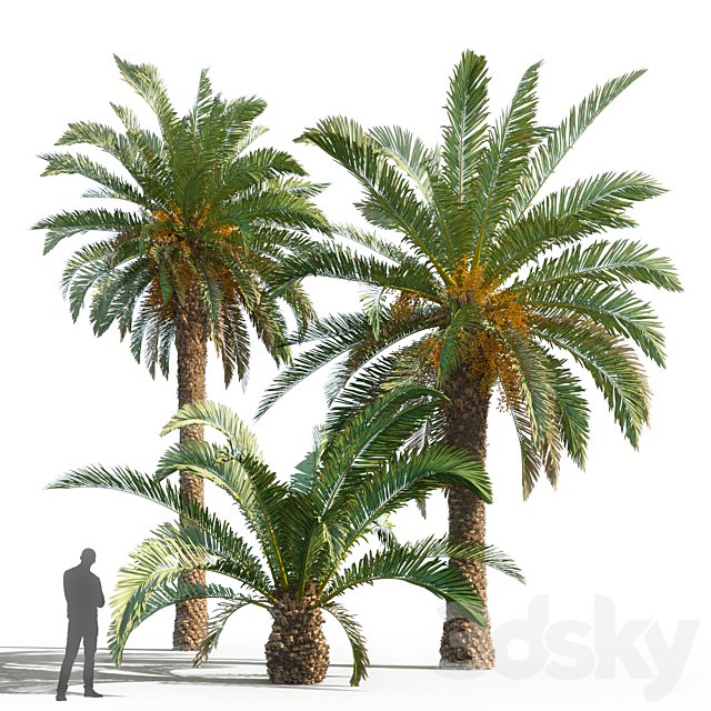 Phoenix canariensis (date canary)