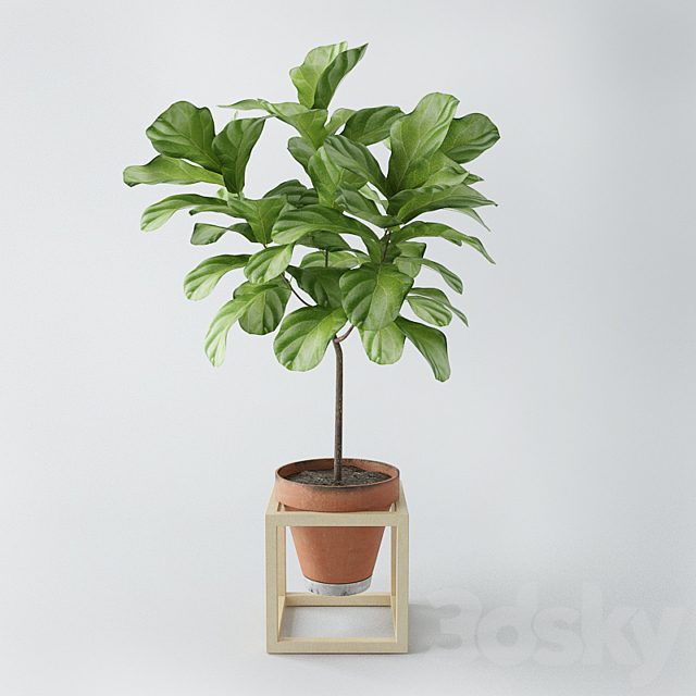 Ficus lyrata / ficus lyrata