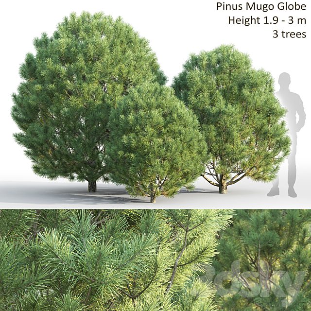 Pine