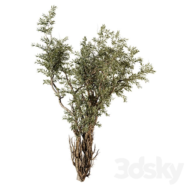 tree vol 36