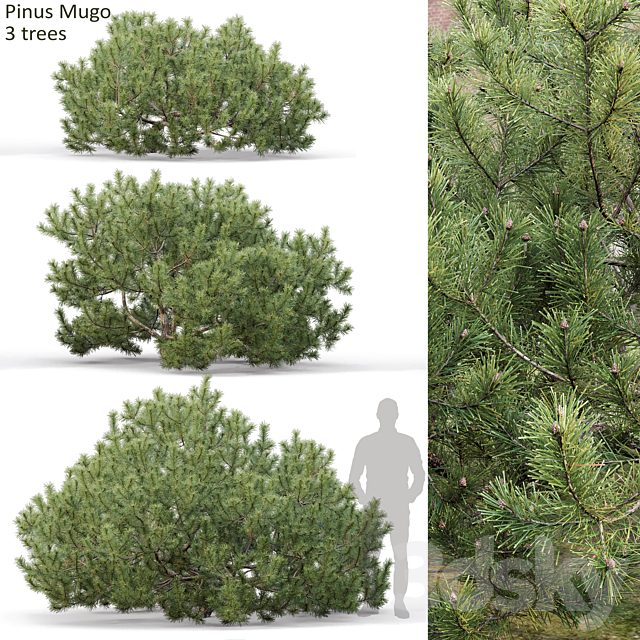 Pine