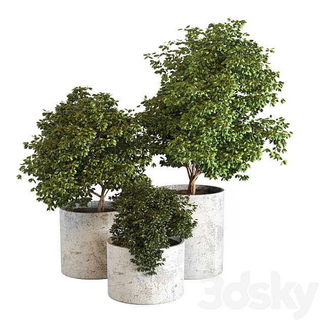 Outdoor plant 05