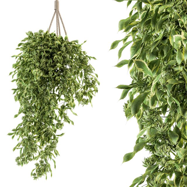 Hanging box plant - Set 154