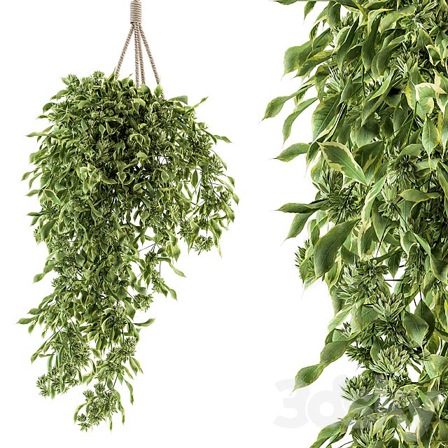 Hanging box plant - Set 154