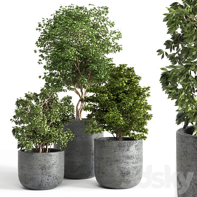 Outdoor plant 06