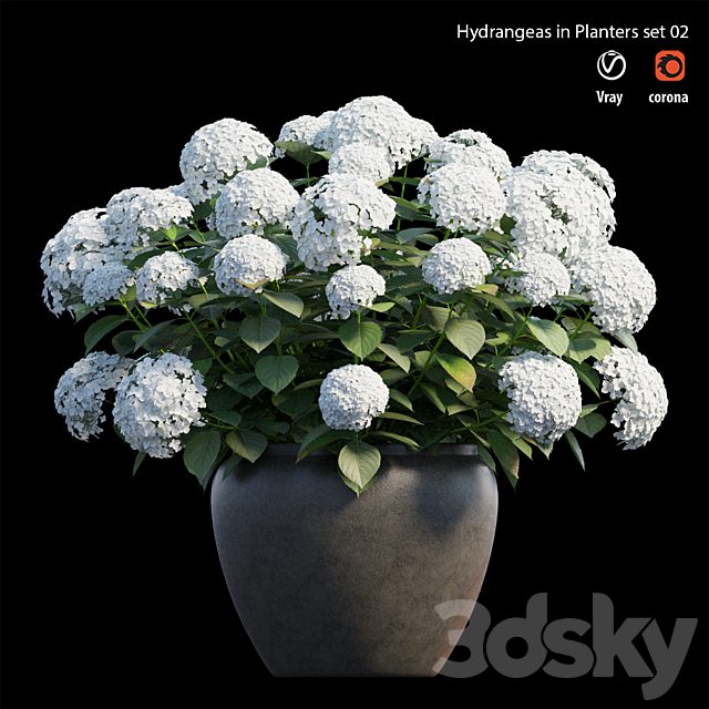 Hydrangea in planters set 02
