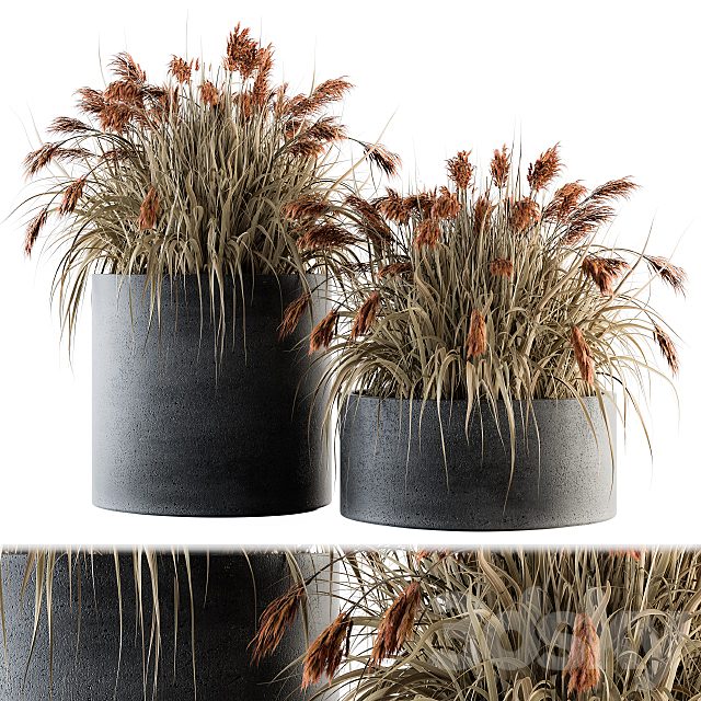 indoor Plant Set 140 - Indian Grass