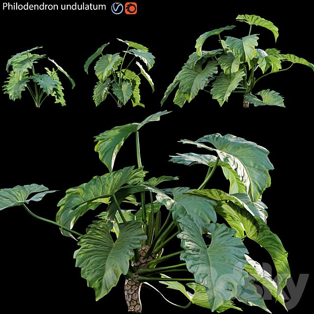 Philodendron undulatum - 01
