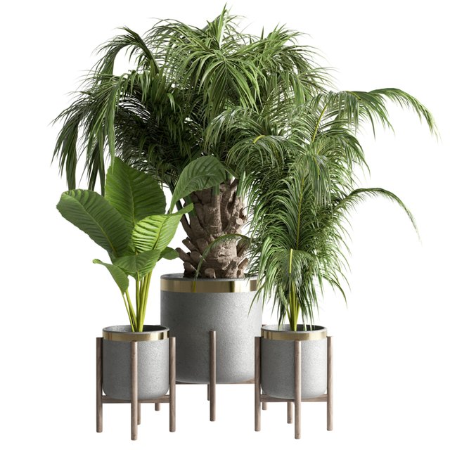 indoor plant 13