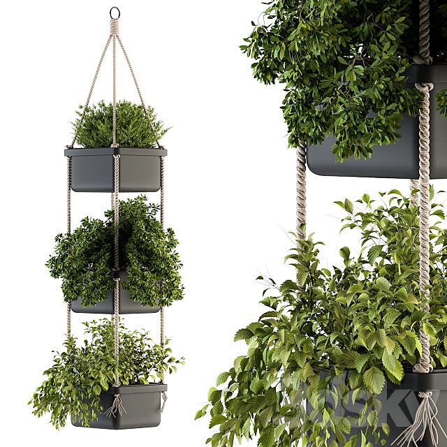 Hanging pot with Rope - indoor Plants 164