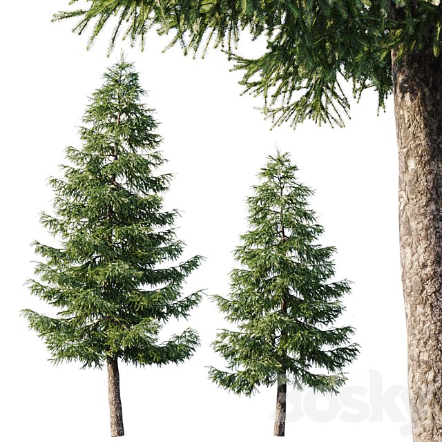 Spruce (12,5m and 9,5m)