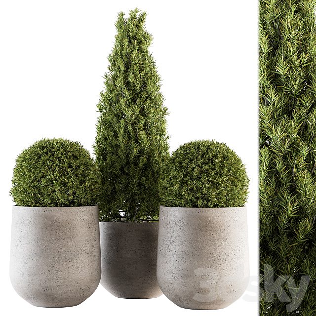 Outdoor Plants tree in Concrete Pot - Set 143