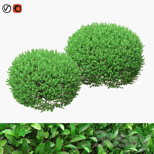 Large round boxwood bushes