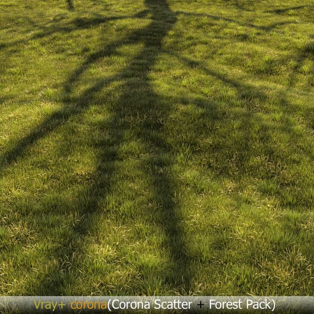 Grass Landscape