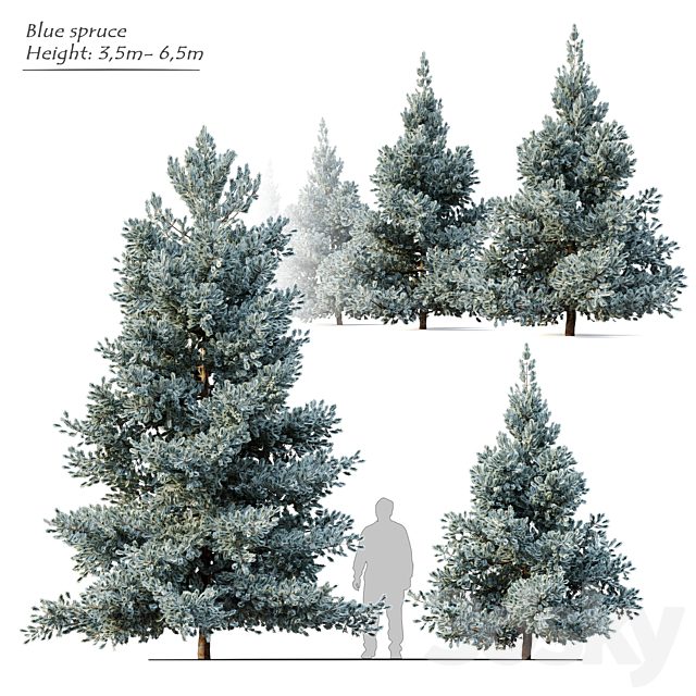 Norway blue spruce