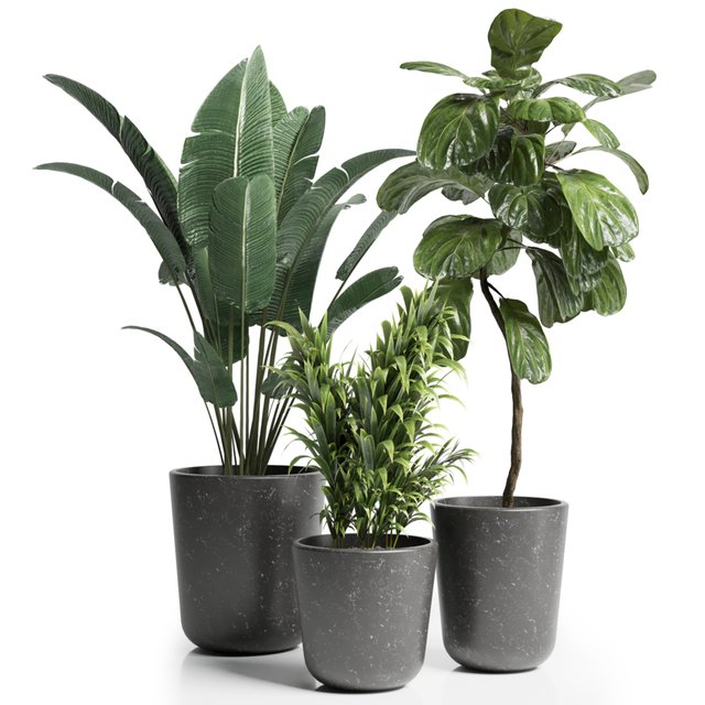 Indoor plant 21
