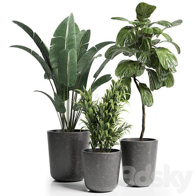 Indoor plant 21