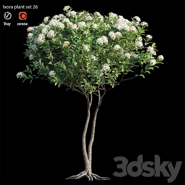 Ixora plant set 26
