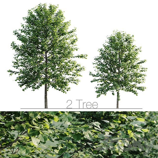 Tilia platyphyllos 8.5m and 6.3m