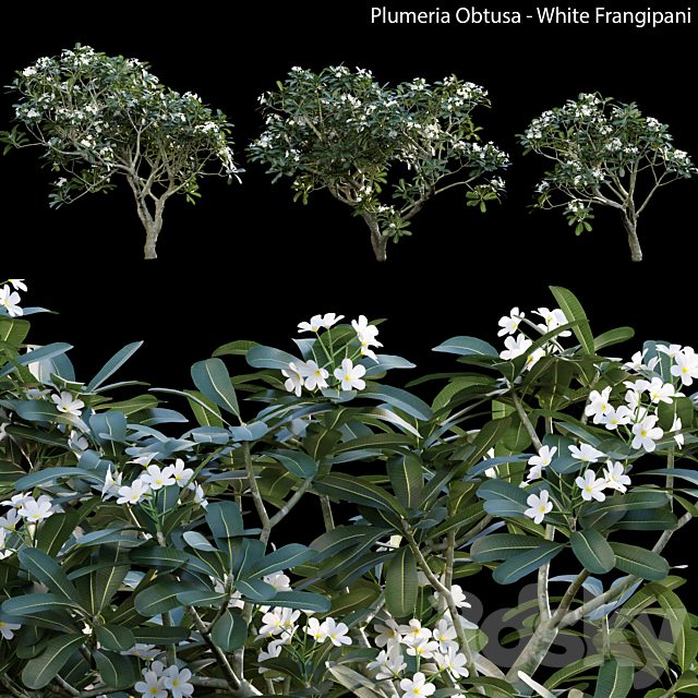 Plumeria Obtusa - White Frangipani - 01