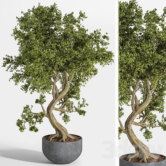plant bonsai 01