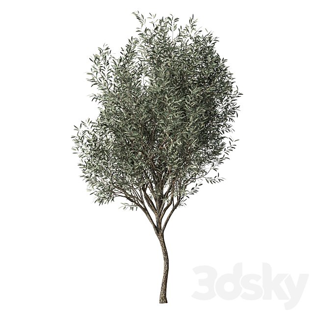 Olive Tree Set.271