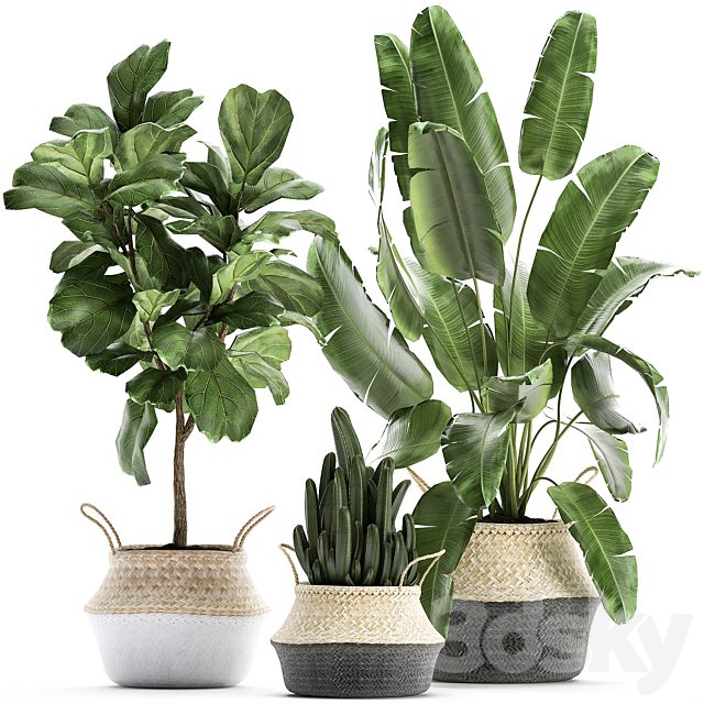 A collection of beautiful plants in black and white baskets with banana palm, Strelitzia, Ficus lirata, cactus. Set 861.