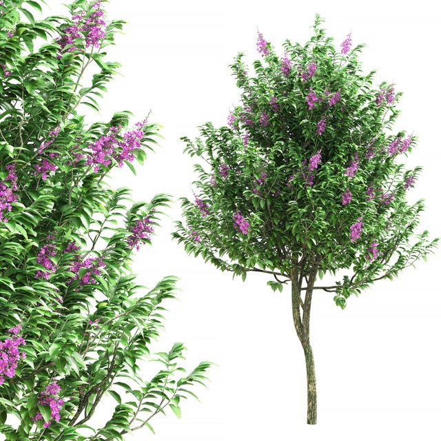 Lagerstroemia speciosa tree