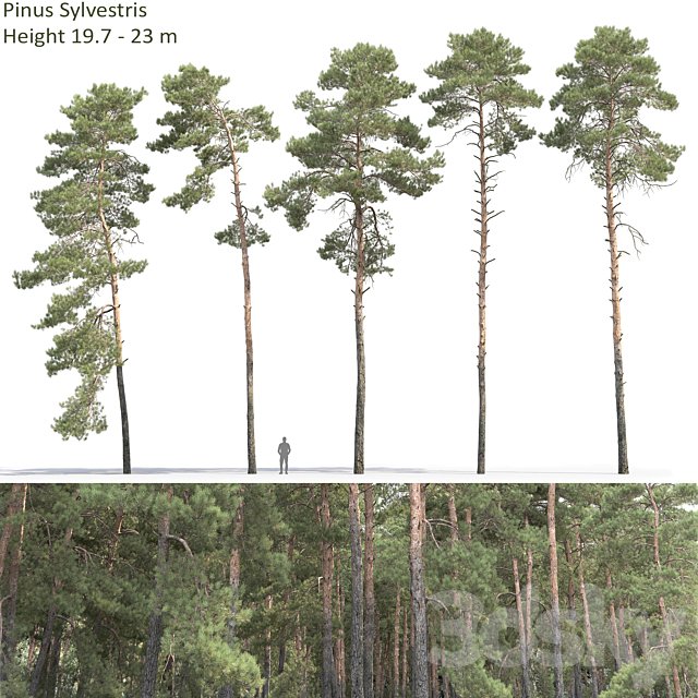 Pine
