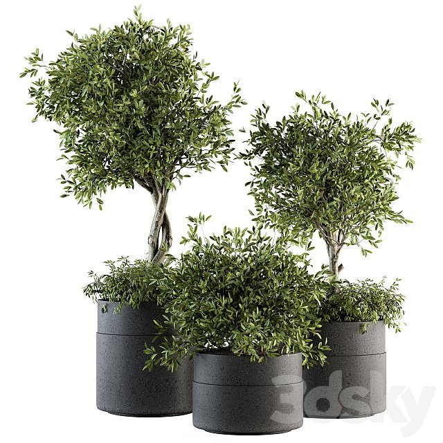 indoor Plant Set 193 - Tree in pot