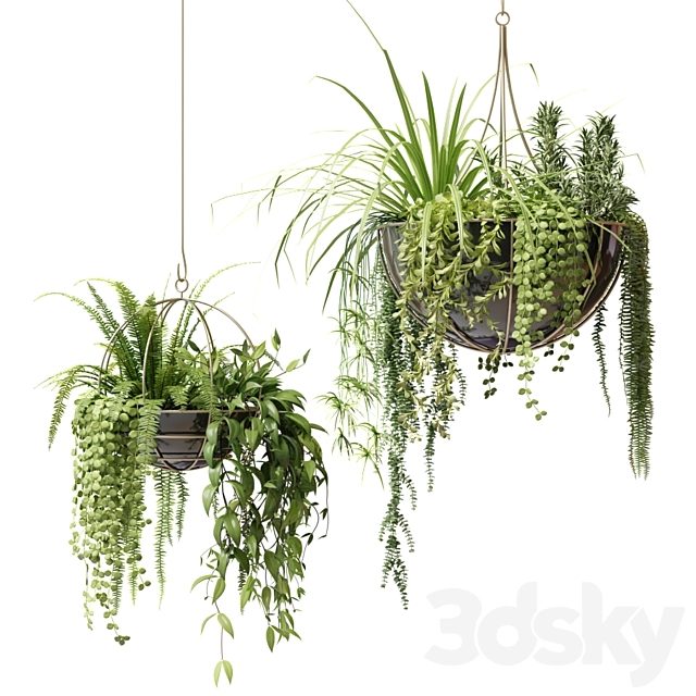 Compositions of ampelous plants in hanging pots # 2
