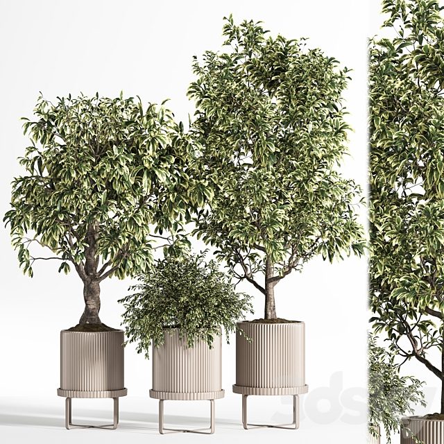 Indoor Plant Set 11(Benjamin)