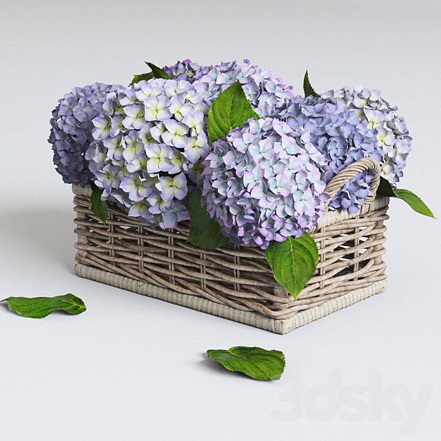 Hydrangea in basket