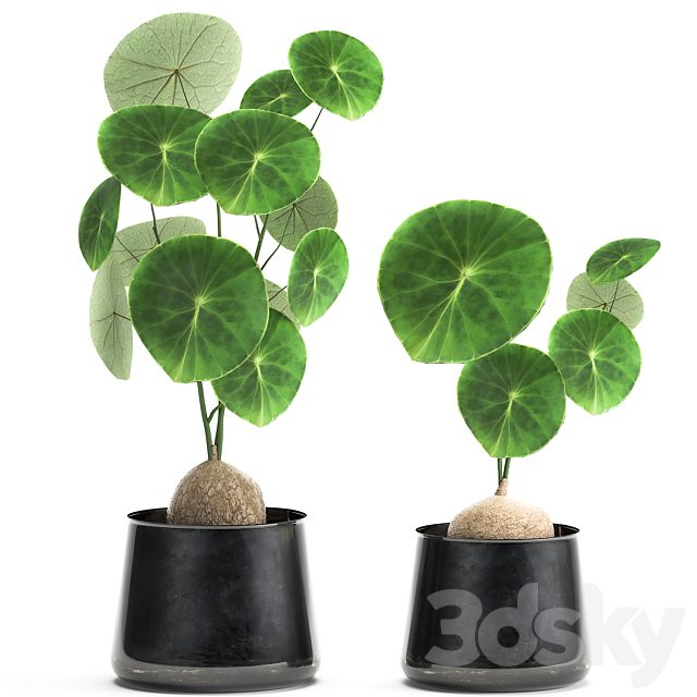 A small exotic flower in a metal pot with Stephania Erecta. Set 894.